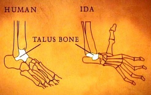 picture of talus bone in humans and darwinius