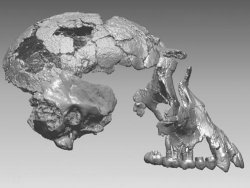 Computer generated reconstruction of the Ardi fossil's skull