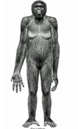 ardi the hominid
