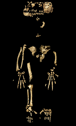 Images showing the partial fossilized skeleton of Ardi