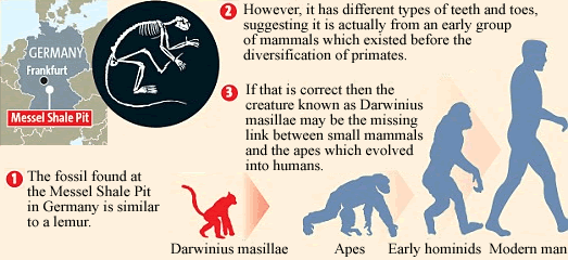 [ida darwinius masillae could be our earliest ancestor]