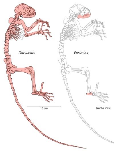 Image showing the relative extent of fossil discovery Darwinius Masillae vs Eosimias.
