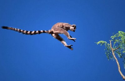 [lemur monkey species]