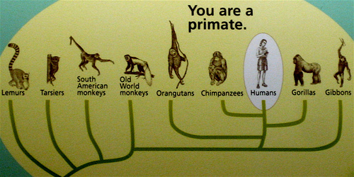 human evolutionary theory tree