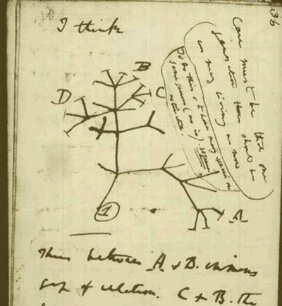 Charles Darwin Tree of Life Sketch 1837