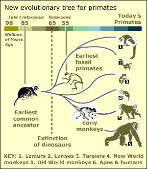 graphical representation of the Primate Family tree and Human Evolution.