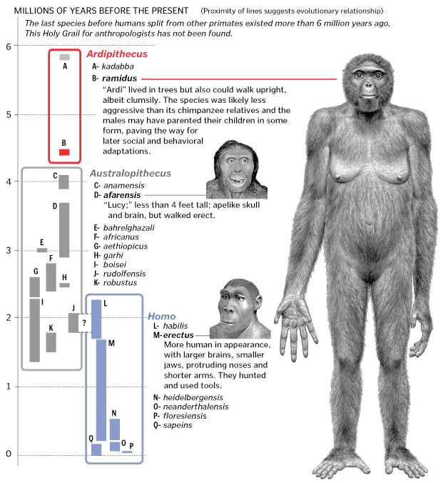 Ardipithecus Ramidus and the Human Evolution Timeline