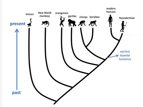 chart showing emergence of hominids and Human Beings