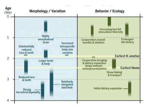 chart showing hominid physical and behavioral adaptations