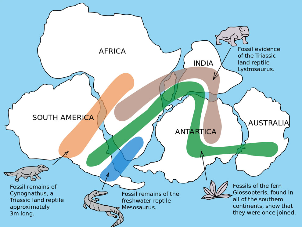 Continental Drift and the Fossil record